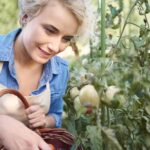 une femme qui est en train de cueillir des tomates dans un potager