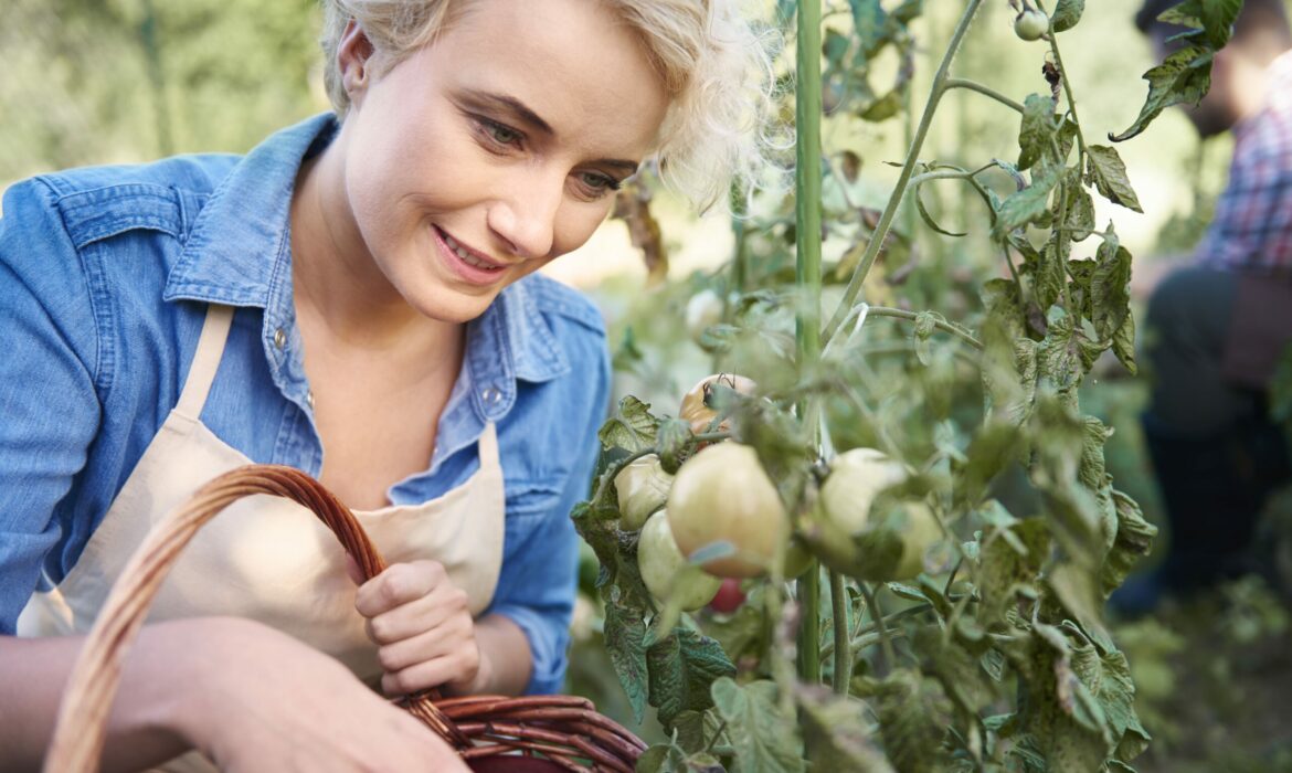 une femme qui est en train de cueillir des tomates dans un potager