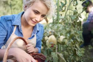 une femme qui est en train de cueillir des tomates dans un potager
