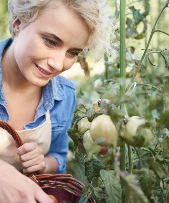 une femme qui est en train de cueillir des tomates dans un potager