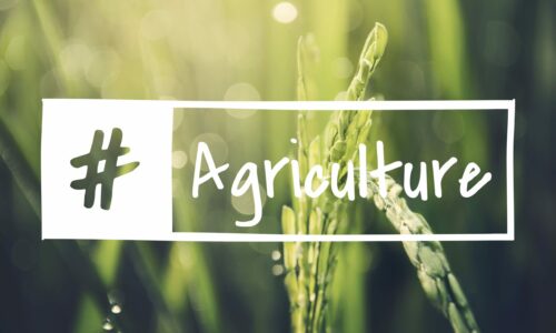 Du champ à l’assiette : l’importance du marketing pour valoriser le travail de la terre