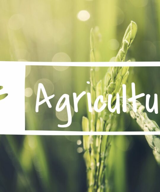 image avec des plantes dans un champ et l'écriture agriculture
