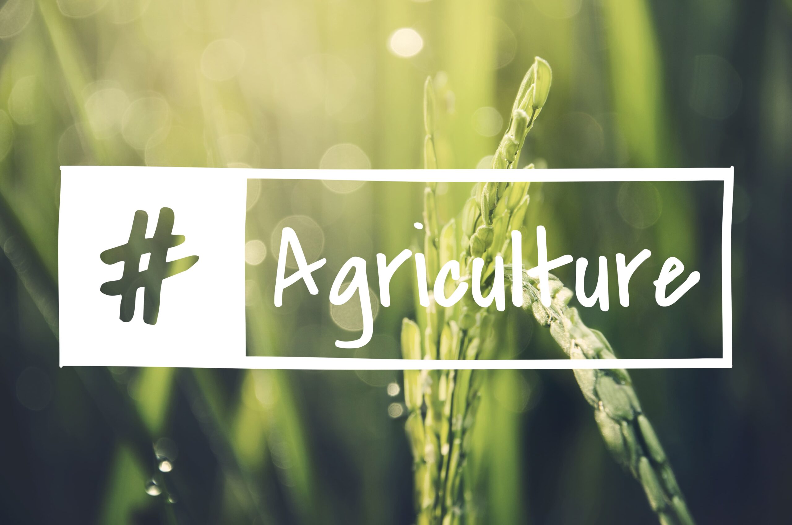 image avec des plantes dans un champ et l'écriture agriculture