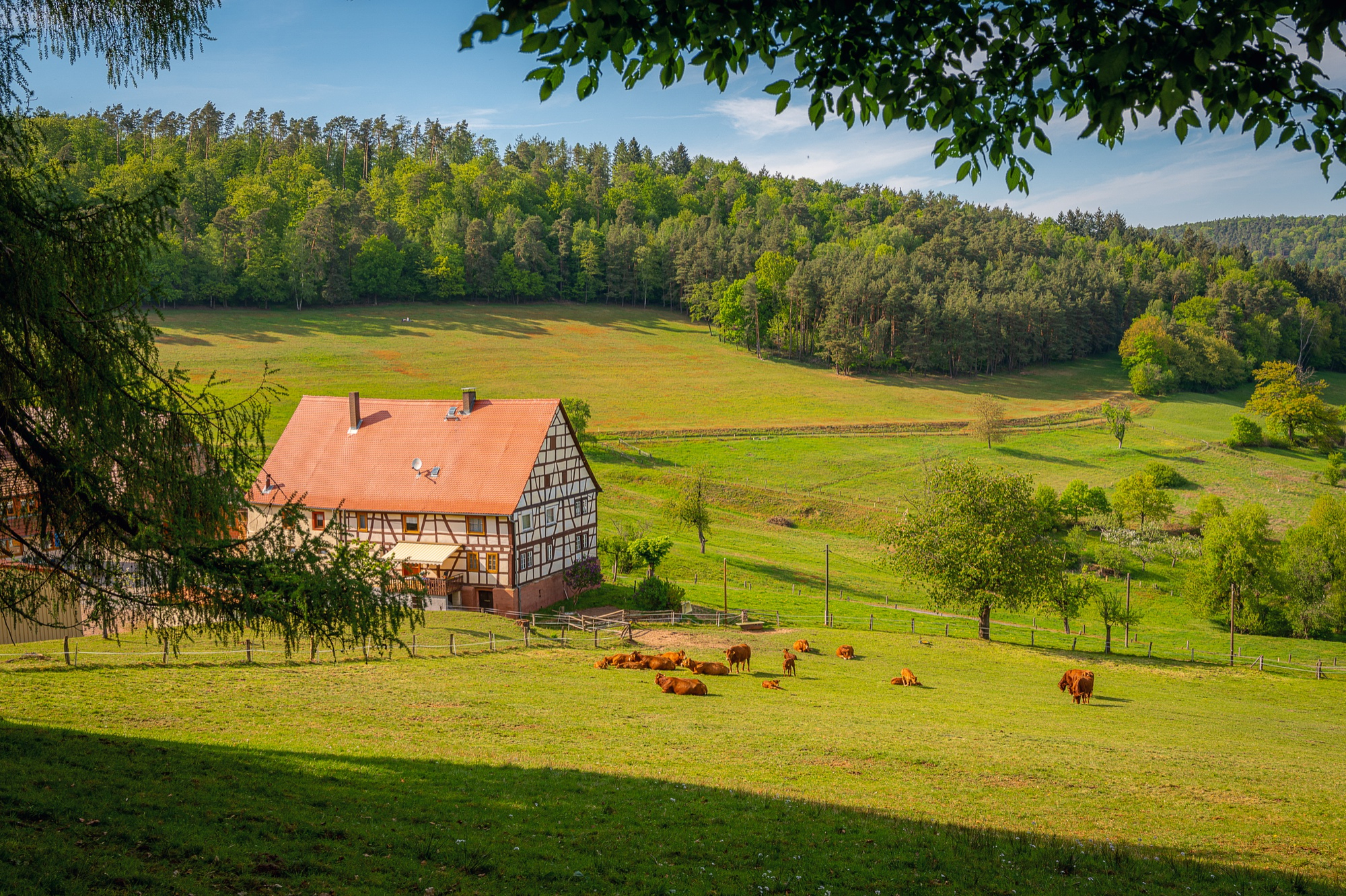 Une ferme au milieu de la nature avec des vaches dans un champ