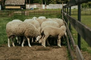 brebis dans une ferme biologique