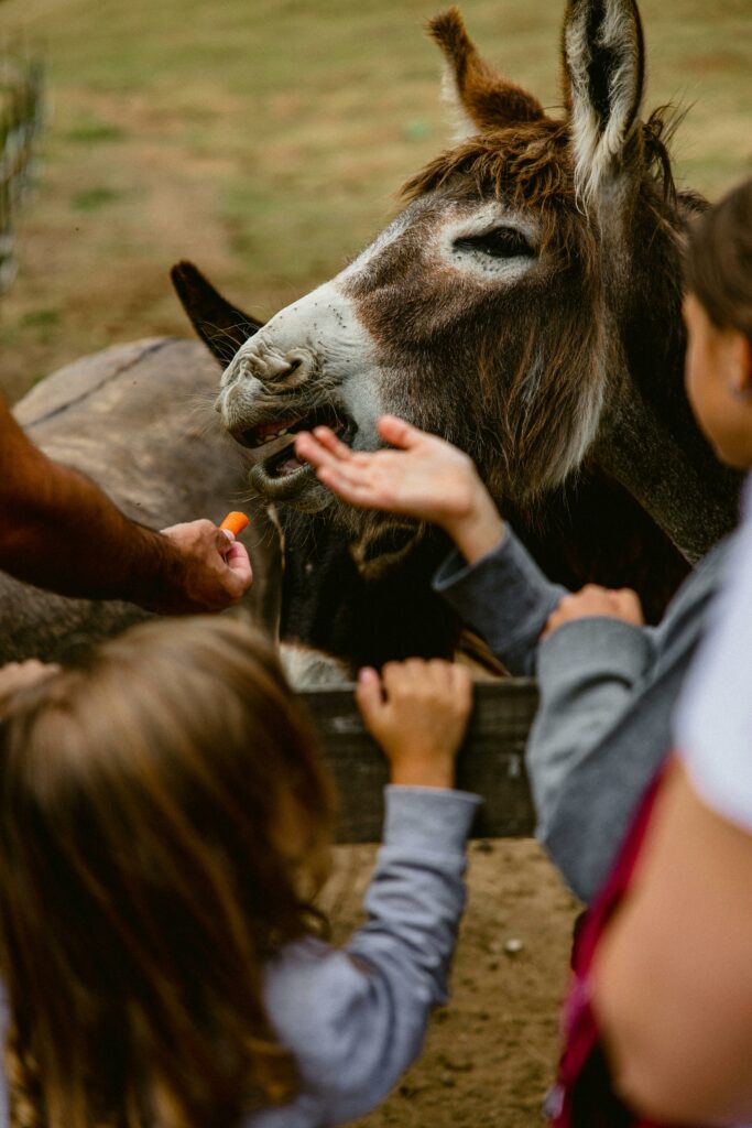 âne à la ferme entouré par des enfants