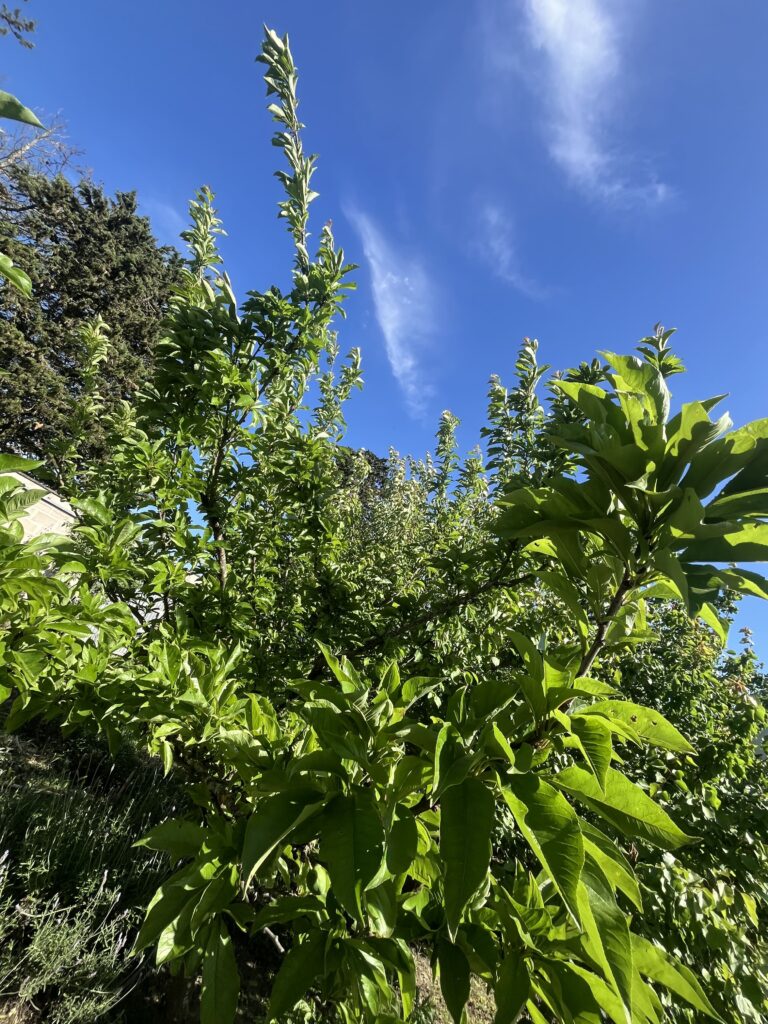 agritourism picca pane
